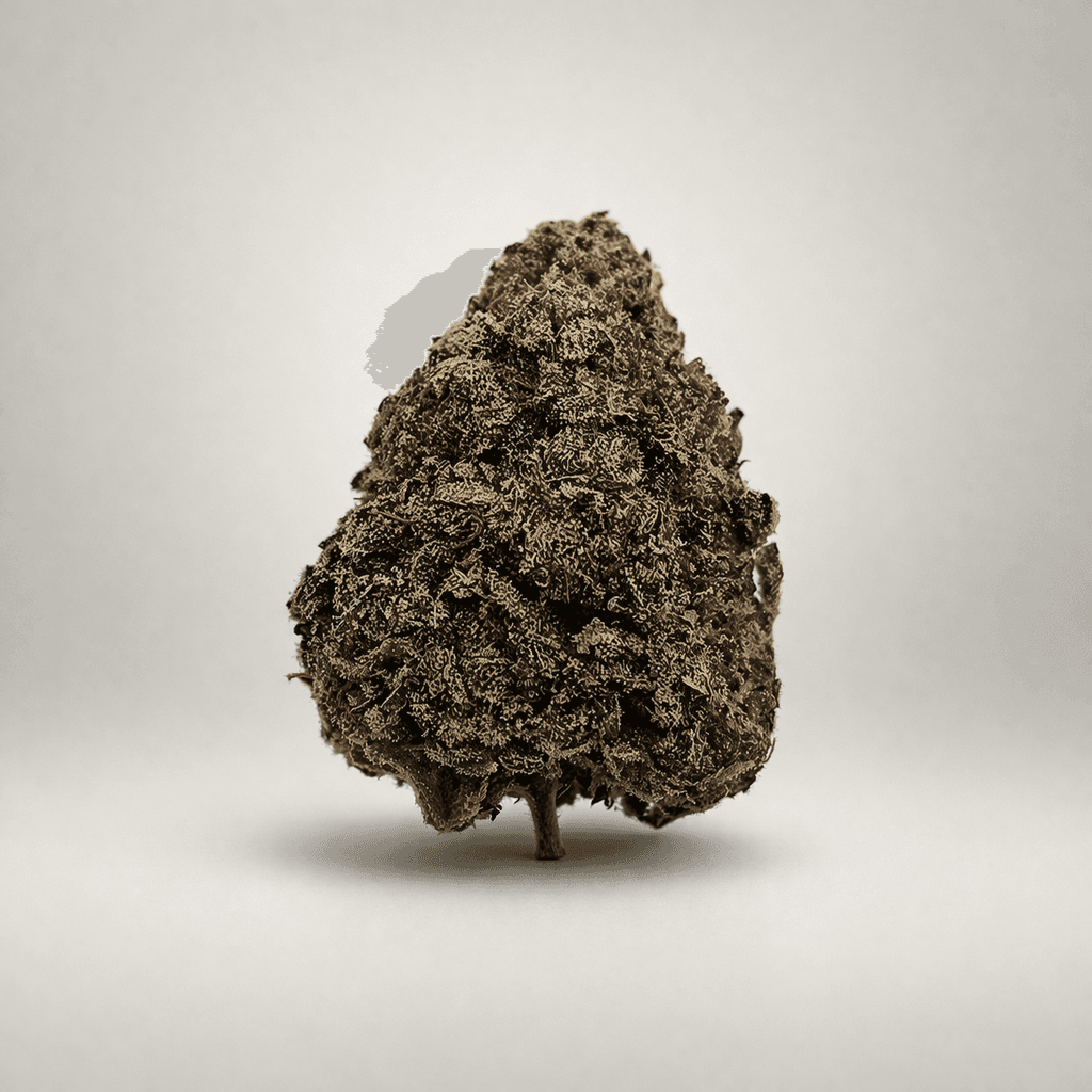 Golden Monkey - Hybrid